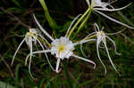 Spring spiderlily